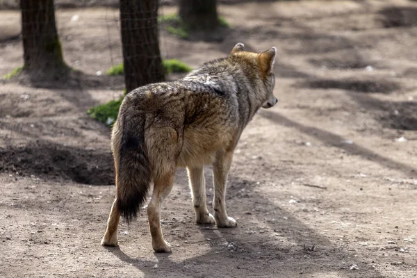 Eurazjatycki Wilk Zoo Węgrzech — Zdjęcie stockowe