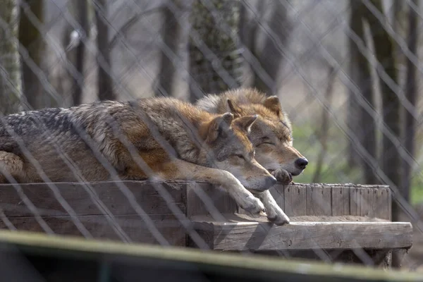 Eurazjatyckie Wilki Zoo Węgrzech — Zdjęcie stockowe