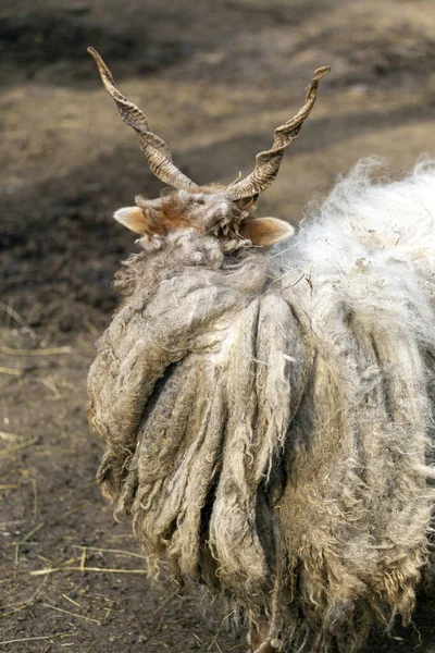 Hortobagy Racka Sheep Ovis Aries Strepsiceros Hungaricus Hungria — Fotografia de Stock