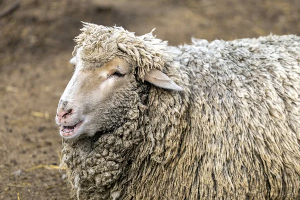 Moutons Ovis Aries Dans Zoo Hongrie — Photo