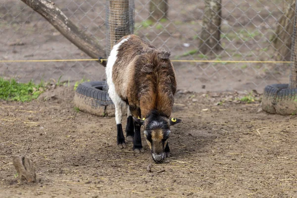 Uma Cabra Doméstica Simplesmente Cabra Capra Aegagrus Hircus Hungria — Fotografia de Stock