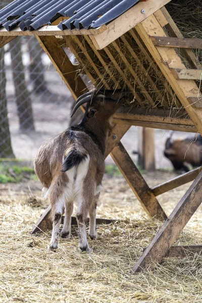 Een Huisgeit Gewoon Geit Capra Aegagrus Hircus Hongarije — Stockfoto