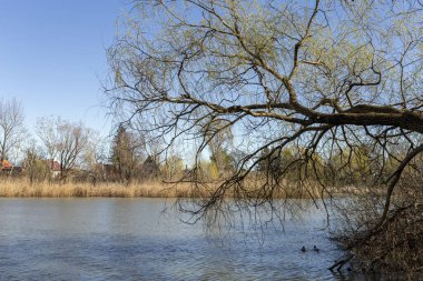 Mart ayında Macaristan 'ın Szigetszentmiklos kentinde yüzen bataklık patikası.