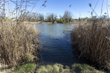 Mart ayında Macaristan 'ın Szigetszentmiklos kentinde yüzen bataklık patikası.