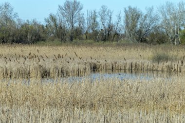 Mart ayında Macaristan 'ın Szigetszentmiklos kentinde yüzen bataklık patikası.