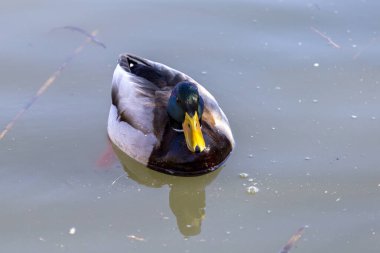 Bahar günü sudaki Mallard..