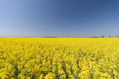 çiçekli kolza mavi gökyüzü ile altın alan.
