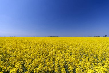 çiçekli kolza mavi gökyüzü ile altın alan.