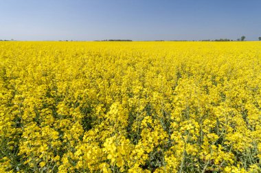 çiçekli kolza mavi gökyüzü ile altın alan.