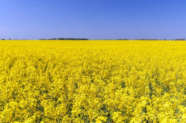 çiçekli kolza mavi gökyüzü ile altın alan.