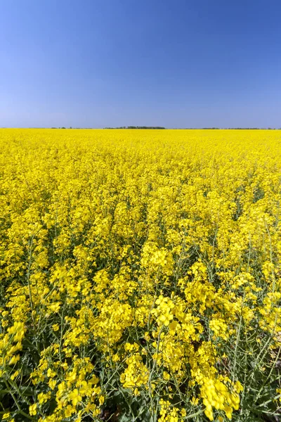 Golden Field Flowering Rapeseed Blue Sky — Stock Photo, Image