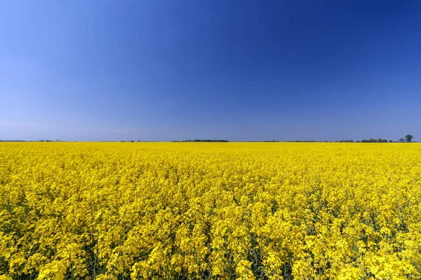 Campo Dorato Colza Fiorita Con Cielo Blu — Foto Stock