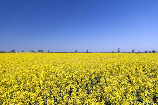 Golden Field Flowering Rapeseed Blue Sky — Stock Photo, Image