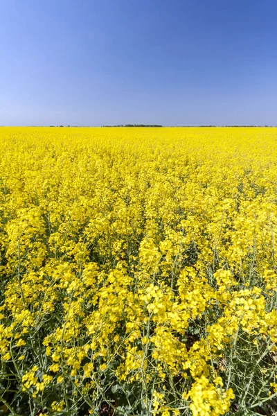 Golden Field Flowering Rapeseed Blue Sky — Stock Photo, Image