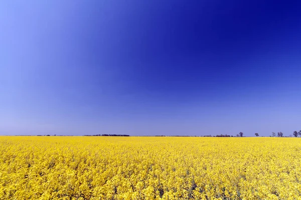 金色的田野的开花油菜与蓝蓝的天空 — 图库照片