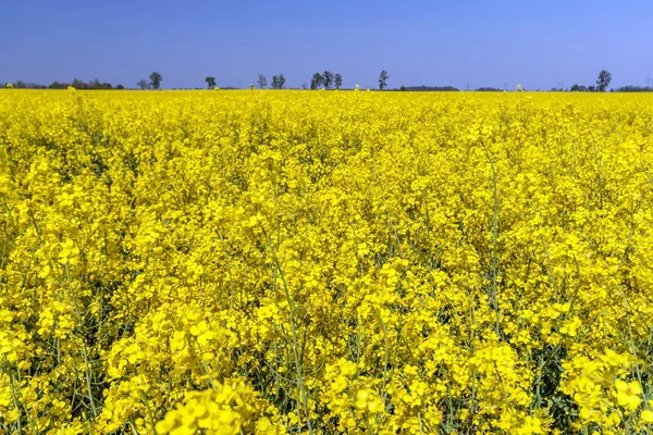 Golden Field Flowering Rapeseed Blue Sky — Stock Photo, Image