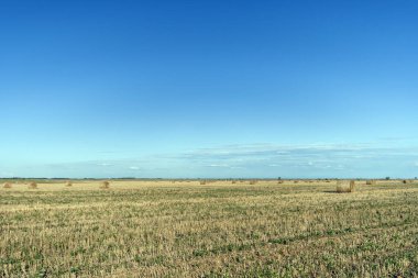 Saman balyaları ve mavi gökyüzü olan tarım arazisi. Macaristan 'ın çiftlik arazisinde kırsal doğa