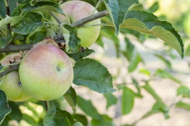 Olgun taze elmalar dallarda yetişir. Elma bahçesi