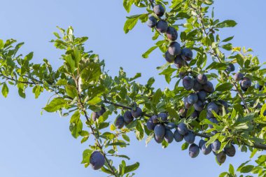 Dallarında sulu meyveler olan erik ağacı..