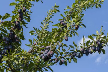 Dallarında sulu meyveler olan erik ağacı..