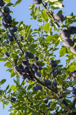 Dallarında sulu meyveler olan erik ağacı..