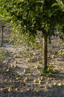 Olgun taze elmalar dallarda yetişir. Elma bahçesi