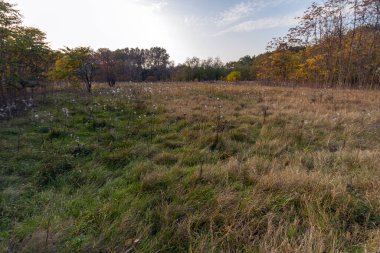 Sonbahar ormanında sarı ağaçlar.