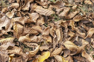 Sonbahar yaprakları yere cevizlerle düştükten sonra kurumuş ceviz yaprakları..
