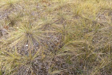 Sonbahar otlağında uzun yeşil çimenler