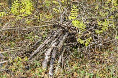 Sonbahar çimlerinde kurumuş ağaç dalları
