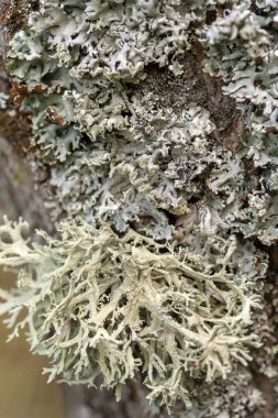 Ağaç gövdesi dokusu ve arkaplan yosun ve liken ile. Yosunlu ağaç kabuğu dokusu.