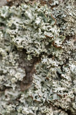 Ağaç gövdesi dokusu ve arkaplan yosun ve liken ile. Yosunlu ağaç kabuğu dokusu.