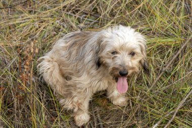 Sonbahar otlarında oynayan küçük beyaz köpek