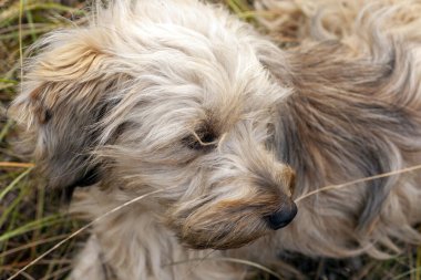 Sonbahar otlarında oynayan küçük beyaz köpek
