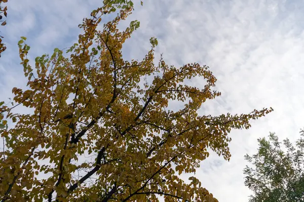 Árvores Amarelas Floresta Outono — Fotografia de Stock