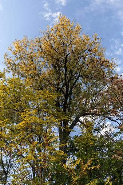 Árvores Amarelas Floresta Outono — Fotografia de Stock