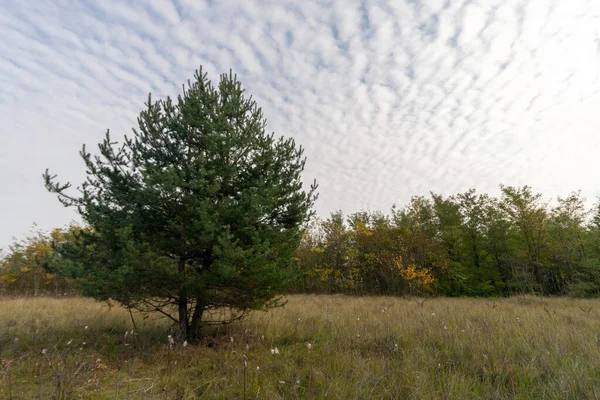 Lonely Tree Autumn Meadow — Stock Photo, Image