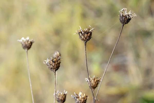 Small Dry Flower Autumn Meadow — Stock Photo, Image