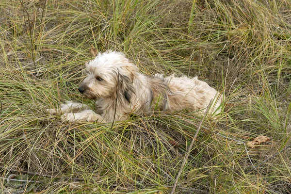 Small White Dog Playing Autumn Grass — Stock Photo, Image