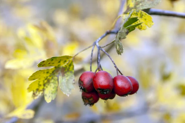 Sonbaharda Bir Çin Hawthorn Unun Kırmızı Meyveleri — Stok fotoğraf