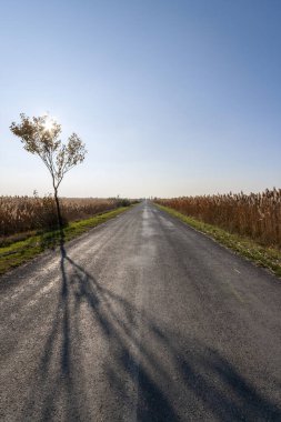 Büyük Macaristan Ovası 'nda sonbahar yolu