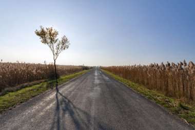 Büyük Macaristan Ovası 'nda sonbahar yolu