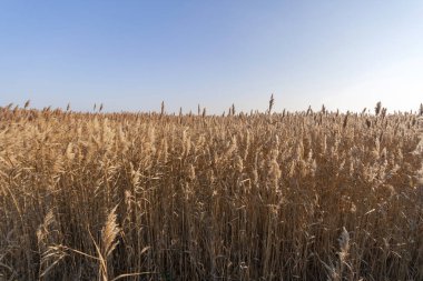 # Mavi gökyüzünün önündeki kamış borusu #