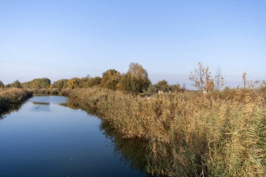 Macar kırsalında Tuna kanalı ve ortak sazlık.