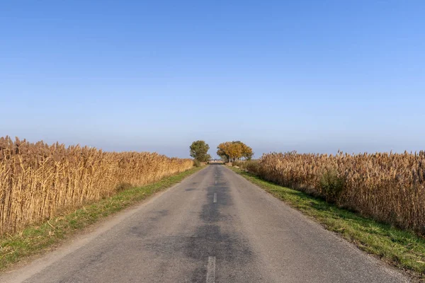 Strada Autunno Sulla Grande Pianura Ungherese — Foto Stock