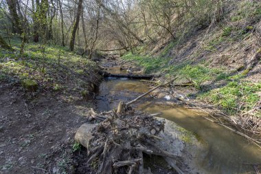 Macaristan 'ın Solymar köyü yakınlarındaki Buda dağlarında küçük bir dere..