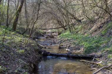 Macaristan 'ın Solymar köyü yakınlarındaki Buda dağlarında küçük bir dere..