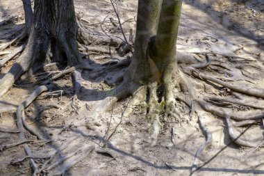 Macaristan, Solymar yakınlarındaki Buda dağlarındaki ağaç kökleri