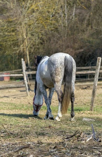 馬の農場の白い馬 — ストック写真