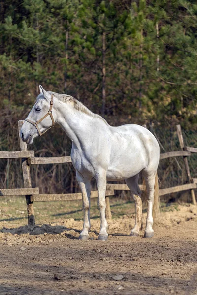 馬の農場の白い馬 — ストック写真